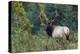 Roosevelt Bull Elk, Hoh Rainforest-Ken Archer-Premier Image Canvas