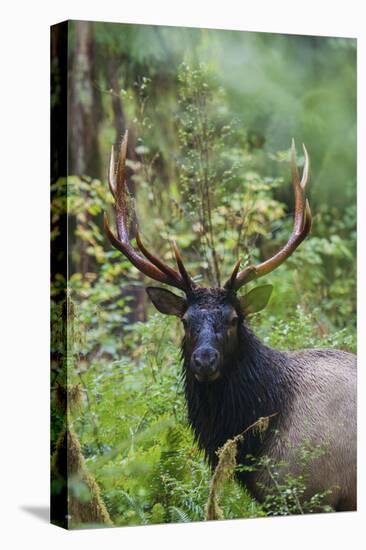 Roosevelt bull elk, Olympic Rainforest-Ken Archer-Premier Image Canvas