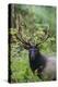 Roosevelt bull elk, Olympic Rainforest-Ken Archer-Premier Image Canvas