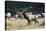 Roosevelt Bull Elk With Herd-Panoramic Images-Premier Image Canvas