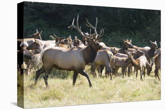 Roosevelt Bull Elk With Herd-Panoramic Images-Premier Image Canvas