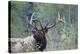 Roosevelt Bull Elk-Ken Archer-Premier Image Canvas