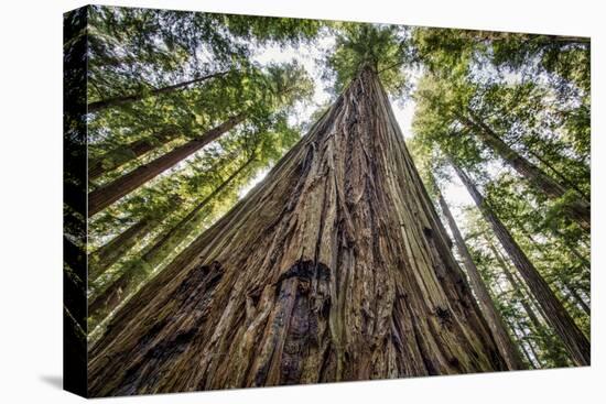 Roosevelt Grove, Humboldt Redwoods State Park, California-Rob Sheppard-Premier Image Canvas