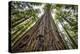 Roosevelt Grove, Humboldt Redwoods State Park, California-Rob Sheppard-Premier Image Canvas