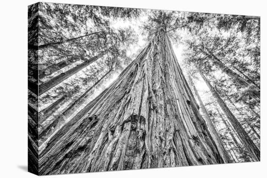 Roosevelt Grove, Humboldt Redwoods State Park, California-Rob Sheppard-Premier Image Canvas