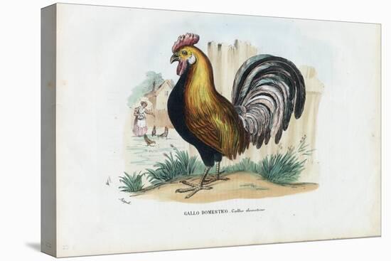 Rooster, 1863-79-Raimundo Petraroja-Premier Image Canvas