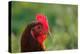 Rooster, 2012,-Anthony Butera-Premier Image Canvas