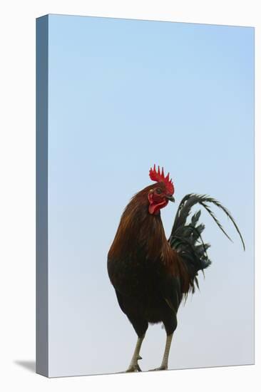 Rooster, Banaue, Ifugao Province, Philippines-Keren Su-Premier Image Canvas