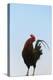 Rooster, Banaue, Ifugao Province, Philippines-Keren Su-Premier Image Canvas