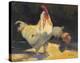 Rooster III-Allayn Stevens-Stretched Canvas