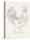 Rooster Sketch I-Ethan Harper-Stretched Canvas