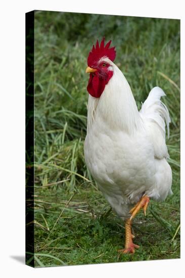 Rooster, Zhangye, Gansu Province, China-Keren Su-Premier Image Canvas