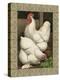 Roosters I-Cassel-Stretched Canvas