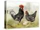 Roosters-null-Premier Image Canvas