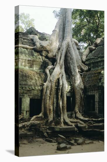 Roots of a Kapok Tree-Diccon Alexander-Premier Image Canvas