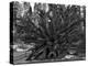 Roots of Giant Sequoia, Mariposa Grove, Yosemite-Anna Miller-Premier Image Canvas