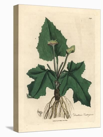 Roots, Rhizome, Leaves and Flower of Contrayerva, Dorstenia Contrajerva-James Sowerby-Premier Image Canvas