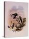 Roraima Coquette, Lophornis Pavoninus-John Gould-Premier Image Canvas