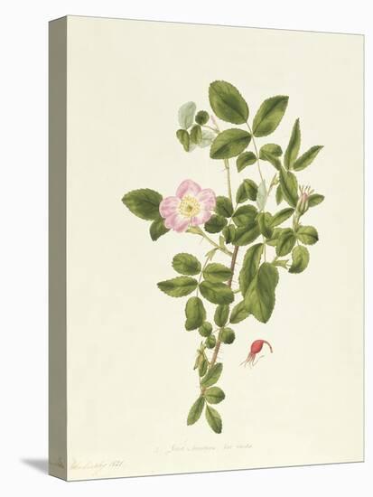 Rosa Acicularis Viridis-Pierre-Joseph Redouté-Premier Image Canvas