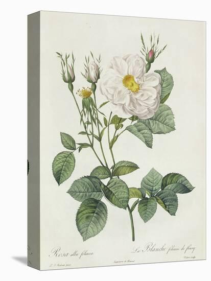 Rosa Alba Foliacea-Pierre-Joseph Redouté-Premier Image Canvas