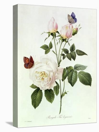 Rosa Bengale the Hymenes-Pierre-Joseph Redouté-Premier Image Canvas