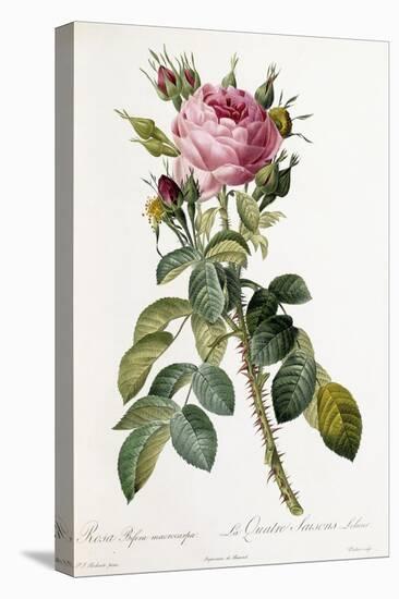 Rosa Bifera Macrocarpa, 1817-1824-Pierre-Joseph Redouté-Premier Image Canvas