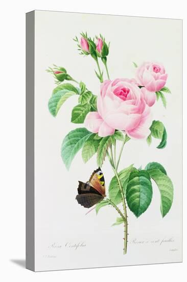 Rosa Centifola (Coloured Engraving)-Pierre-Joseph Redouté-Premier Image Canvas
