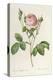 Rosa Centifolia Carnea, From'Les Roses', 19th Century-Pierre-Joseph Redouté-Premier Image Canvas