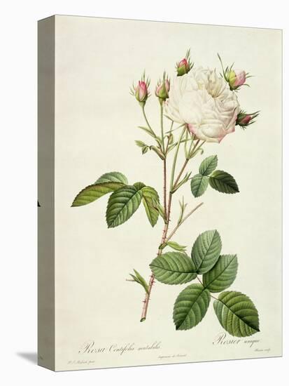 Rosa Centifolia Mutabilis, Engraved by Bessin, Published by Remond-Pierre-Joseph Redouté-Premier Image Canvas