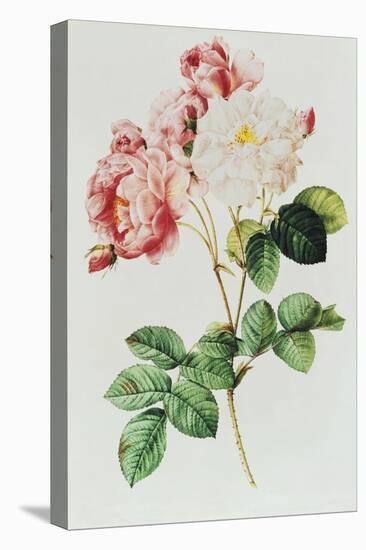 Rosa Damascena Celsiana or Damask Rose, Engraving from Les Roses, 1817-24-Pierre-Joseph Redouté-Premier Image Canvas