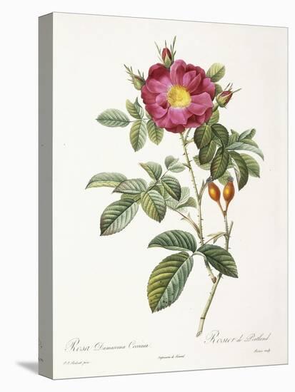 Rosa Damascena Coccina-Pierre-Joseph Redouté-Premier Image Canvas