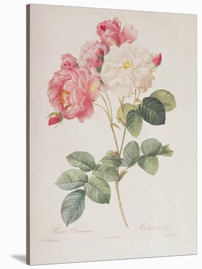 Rosa Damascena, from 'Les Roses', 1817-Pierre-Joseph Redouté-Premier Image Canvas