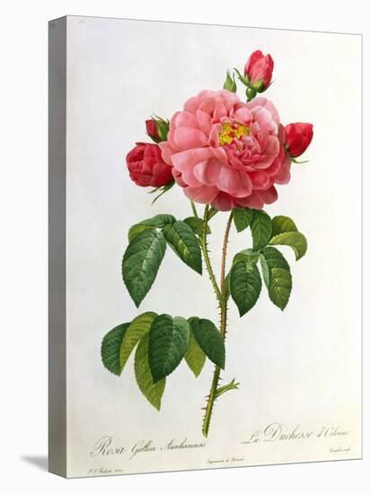 Rosa Gallica Aurelianensis-Pierre-Joseph Redouté-Premier Image Canvas