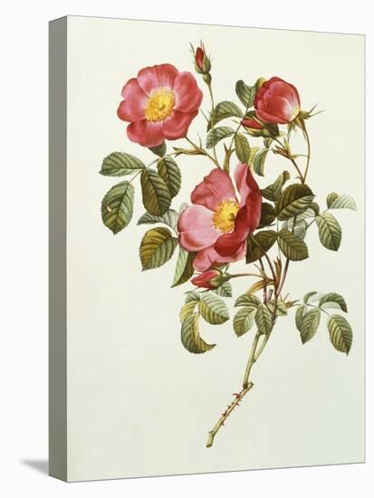 Rosa Gallica Pumila, from Les Roses, 1817-24-Pierre-Joseph Redouté-Premier Image Canvas