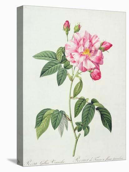 Rosa Gallica Versicolor (French Rose), Engraved by Langlois, from 'Les Roses', 1817-24-Pierre-Joseph Redouté-Premier Image Canvas