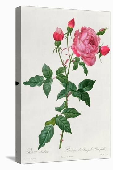 Rosa Indica-Pierre-Joseph Redouté-Premier Image Canvas