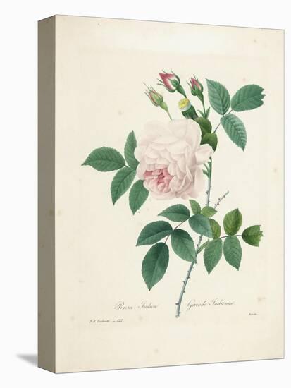 Rosa Indica-Pierre-Joseph Redouté-Premier Image Canvas