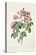 Rosa Mollissima, from Les Roses by Claude Antoine Thory-Pierre-Joseph Redouté-Premier Image Canvas