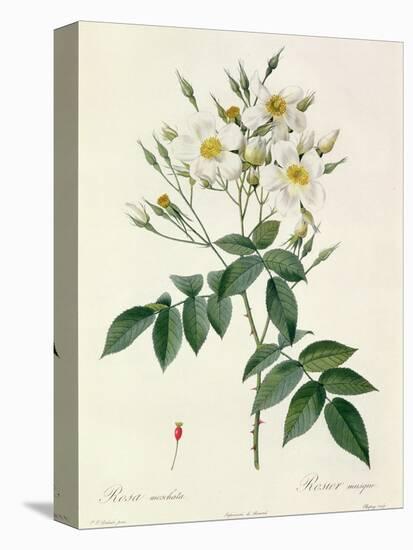 Rosa Moschata or Musk Rose-Pierre-Joseph Redouté-Premier Image Canvas