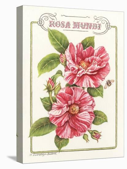 Rosa Mundi-Gwendolyn Babbitt-Stretched Canvas