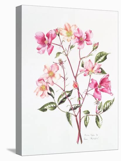 Rosa 'Mutabilis', 1996-Alison Cooper-Premier Image Canvas