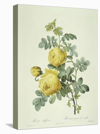 Rosa Sulfurea-Pierre-Joseph Redouté-Premier Image Canvas