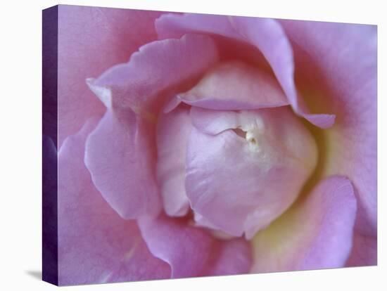 Rose Abstract-Anna Miller-Premier Image Canvas