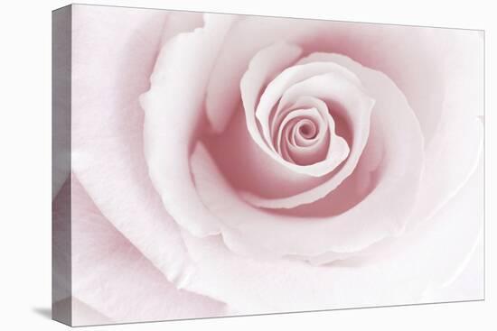 Rose Abstract-Anna Miller-Premier Image Canvas