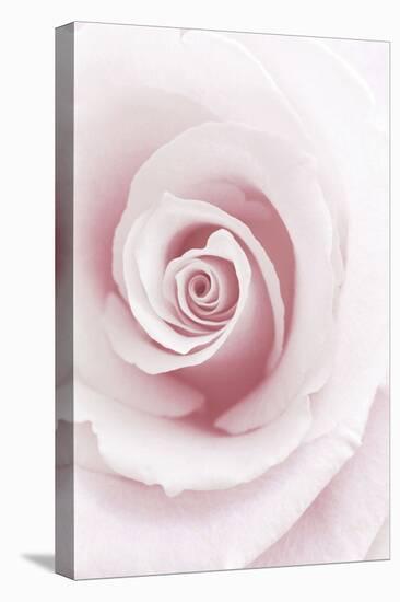 Rose Abstract-Anna Miller-Premier Image Canvas