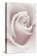 Rose Abstract-Anna Miller-Premier Image Canvas