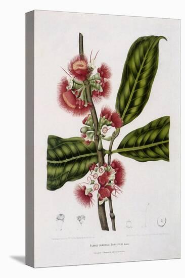 Rose Apple-Berthe Hoola Van Nooten-Premier Image Canvas