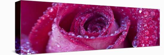 Rose Bloom with Drops of Water-Uwe Merkel-Premier Image Canvas