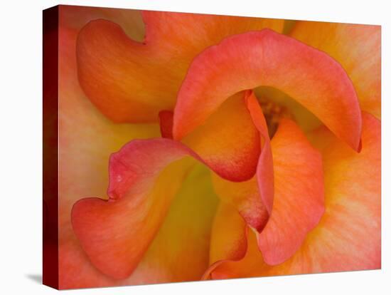 Rose Bloom, Woodland Park Zoo, Rose Garden, Seattle, Washington, USA-Darrell Gulin-Premier Image Canvas