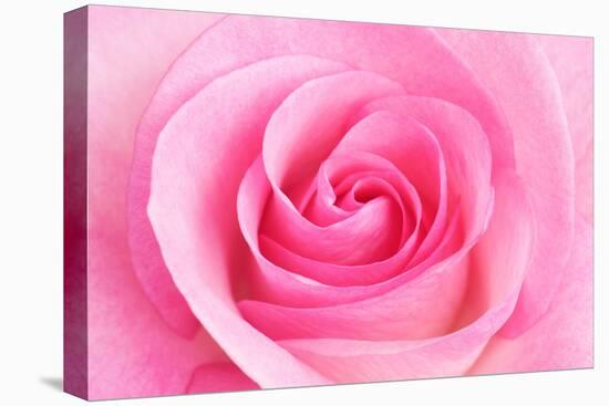 Rose Blossom, Pink, Close Up-Herbert Kehrer-Premier Image Canvas